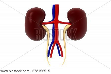 Kidney Human Organ Isolated On White Background, 3d Rendering