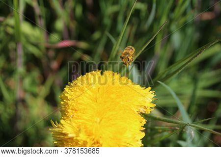 A Bee Approaching A Yellow Dandelion Flower