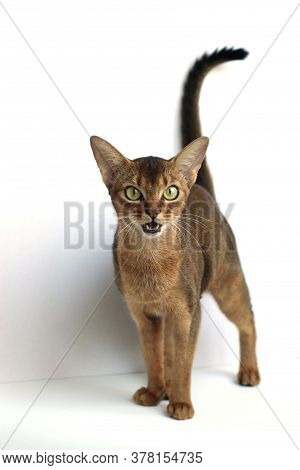 The Beautiful Abissinian Cat Is So Surprised
