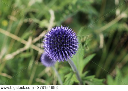 The Blue Allien Star-flower In The Park