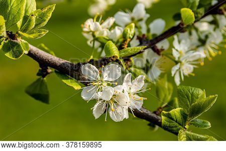 White Plum Flowers Blooming On The Branch Of Tree