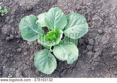 Head Of Green Fresh Cabbage In Ground. Cabbage Grow In The Garden Farm