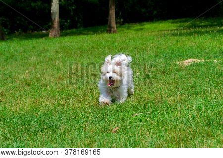 Coton De Tulear Dog Breed