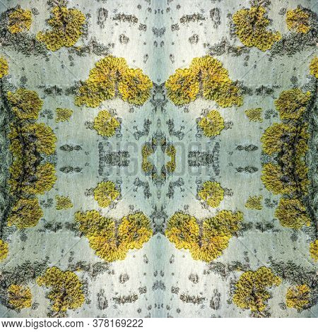 Seamless Natural Texture Pattern - Wet And Uneven Bark On Old Trunk Of Aspen Tree With Yellow Lichen