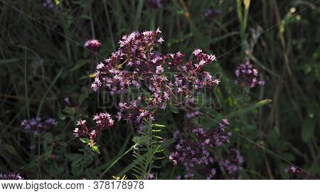 Purple Flowers Of Origanum Vulgare Or Common Oregano, Wild Marjoram. Sunny Day