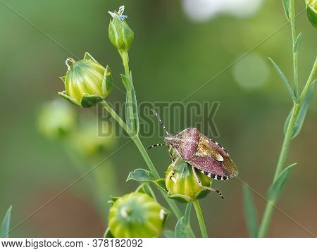 Close-up Of Hairy Shieldbug, Dolycoris Baccarum, On A Green Plant