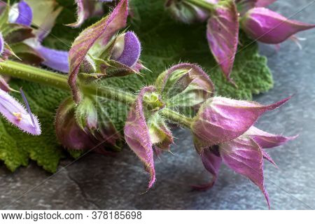 Sage - A Medicinal Plant With Antiseptic Action
