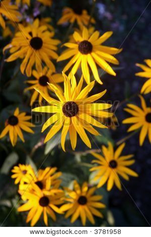 Fiori