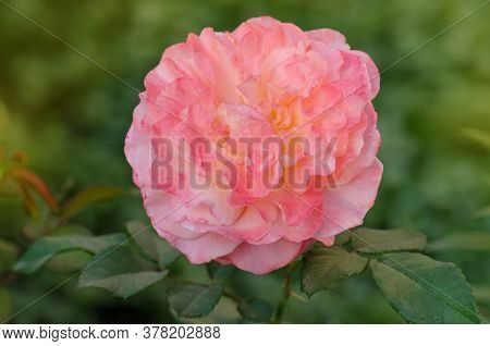 Beautiful Orange Rose Augusta Luise.