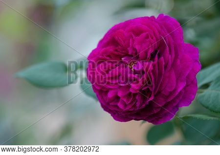 Munstead Wood Roses In Garden. English Rose Munstead Wood
