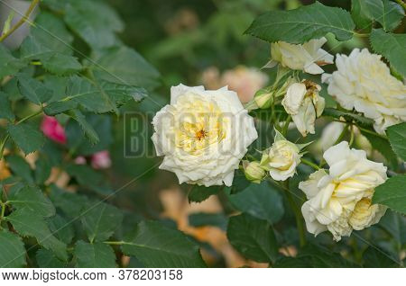 Bush Of Beautiful White Roses In A Garden