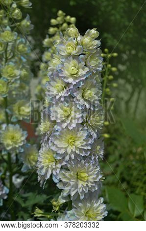 Delphinium Crystal Delight