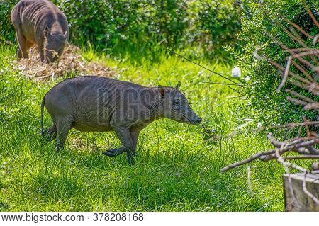Young Baby Northern Babirusa Walking In A Paddock