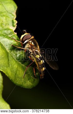 Migrant Hover-fly (eupeodes Corollae) At Rest On Leaf.