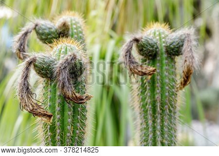 Echinopsis Spachiana Aka Golden Torch At The Arizona Cactus Garden In Stanford California