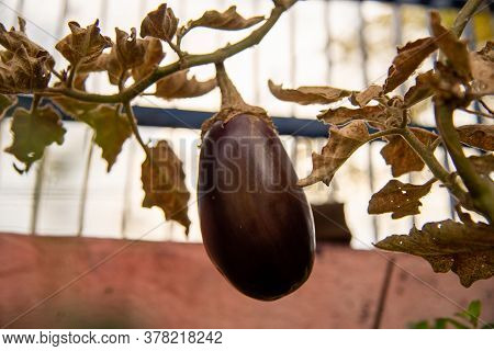 Fresh Fruit Of Eggplant (solanum Melongena) In The Garden On A Pink Background