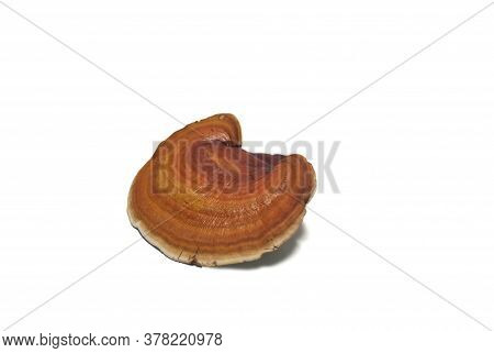 This Fake Reishi Mushroom Is A Mushroom Made From Coconut Mud On White Background. (with Clipping Pa