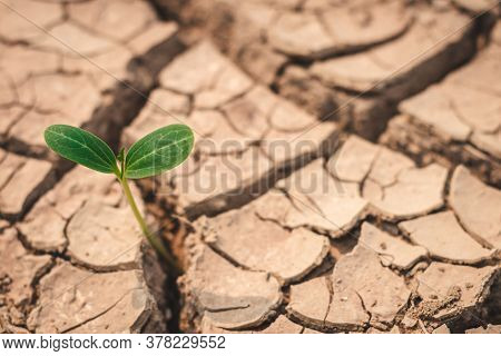 Growth Of Trees In Drought Crisis, Living With Tree Drought.