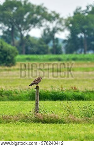 Buzzard Bird Of Prey Sitting On A Pole, Buteo Buteo