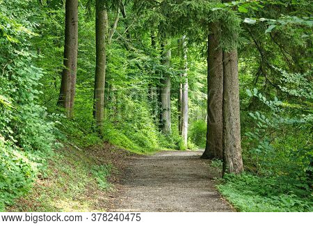 A Beautiful Attractive Designed Tree Lane On Road