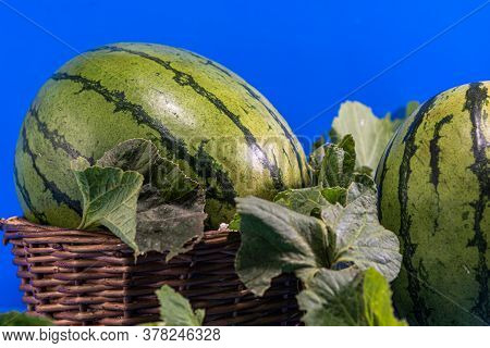Fresh Fruits Of Watermelon (citrullus Lanatus) In Wicker Basket On Blue Background