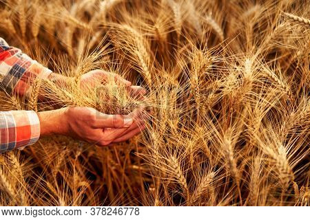 Farmer Holding Bunch Of Ripe Cultivated Wheat Ears In Hands. Agronomist In Flannel Shirt Examine Cer