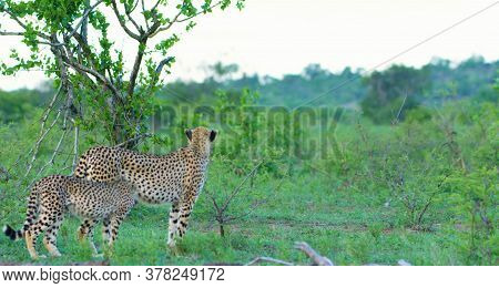 Here In The Image We See Beautiful Cheetahs And They Are Very Dangerous.