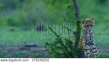 Here In The Photo We See A Beautiful Cheetah And It Is Very Dangerous.