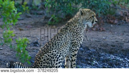 Here In The Photo We See A Beautiful Cheetah And It Is Very Dangerous.