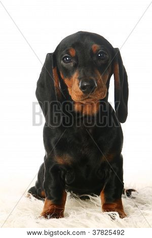 ลูกสุนัข dachshund เศร้า