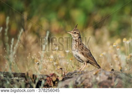 Funny Bird The Crested Lark On Stone. Wildlife Photography