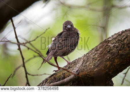 Young Common Starling Bird On Tree Branch