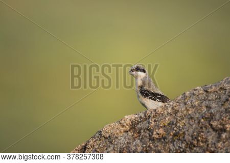 Cute Bird The Great Grey Shrike On Stone