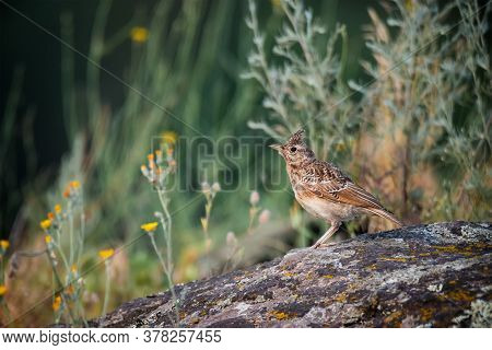 Funny Bird The Crested Lark On Stone. Wildlife Photography
