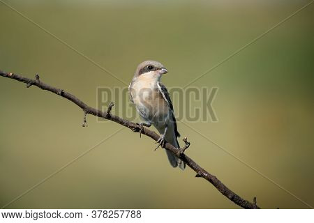Cute Bird The Great Grey Shrike On Tree Branch