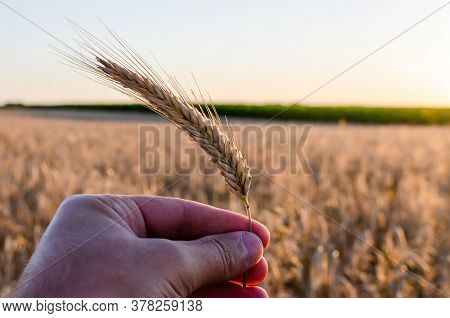 Vermeer Holds A Spike Of Rye In His Hands At Sunset