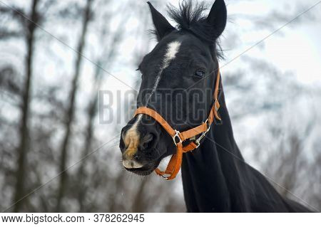 Head Of A Black Horse In A Bridle In Winter Portrait