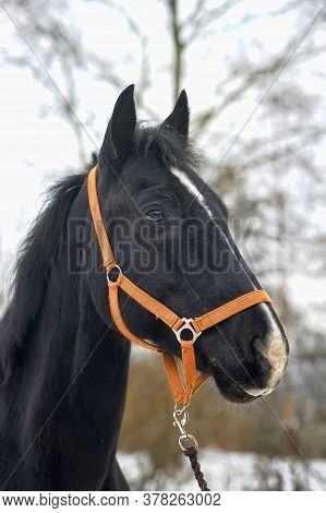 Head Of A Black Horse In A Bridle In Winter Portrait