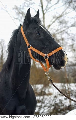 Head Of A Black Horse In A Bridle In Winter Portrait