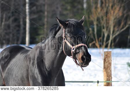 Black Horse In A Bridle In Winter