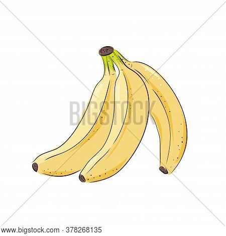 Banana Vector Drawings. Isolated Hand Drawn Bouquet, Bunch, Banana Peel. Summer Fruit Art Style Illu