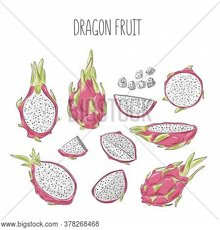 Dragon Fruit Vector Drawing Big Set. Hand Drawn Tropical Food Illustration. Pink Summer Dragonfruit.