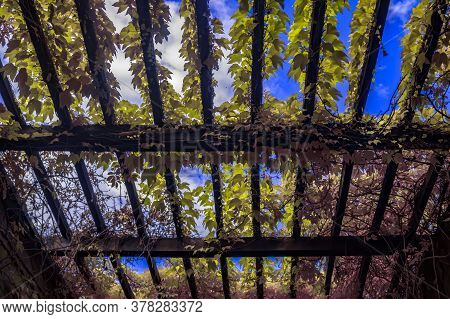Blue Sky Showing Through Wooden Pergola Overgrown With Ivy Leafs