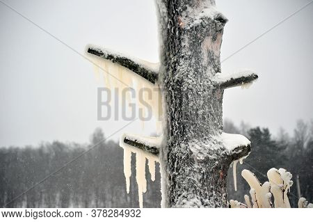 Covered With A Large Layer Of Ice Tree Branches