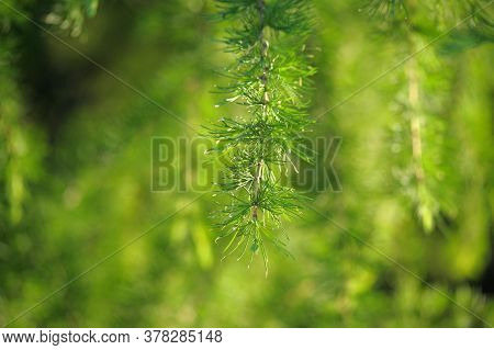 Green Branches Of Larch Close Up Photo