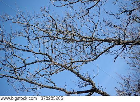 Tree Branches Without Leaves On The Sky Background