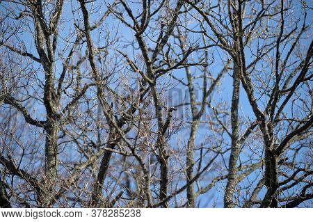 Tree Branches Without Leaves On The Sky Background