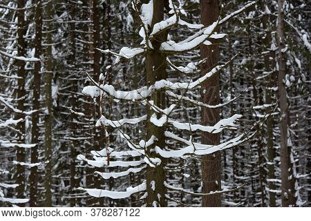 High Pines Of Pine Trees, Powdered With Snow