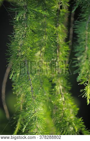 Green Branches Of Larch Close Up Photo