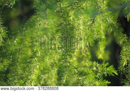 Green Branches Of Larch